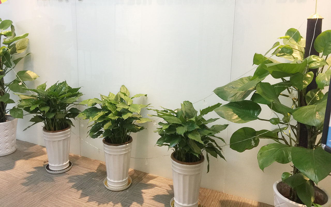 办公室内植物合适的生长